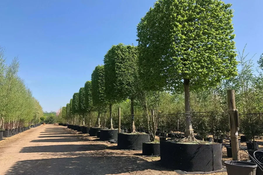 Landscaped Path with trees
